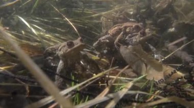 Toads kaplin sualtı (Bufo bufo) ve yumurta