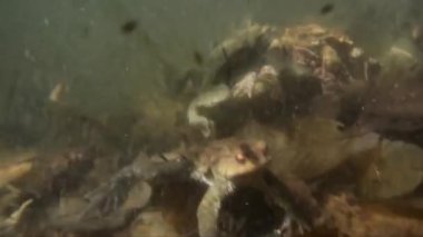 Toads kaplin sualtı (Bufo bufo) ve yumurta
