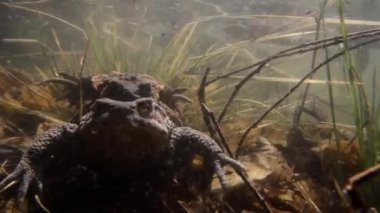 Toads kaplin sualtı (Bufo bufo) ve yumurta