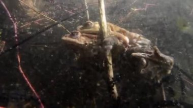 Toads kaplin sualtı (Bufo bufo)