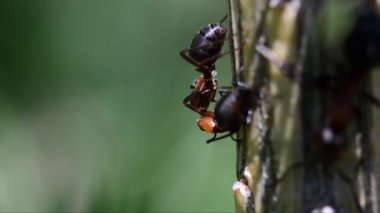 Karınca ve Yaprak Biti, yaprak biti, melata, bal-çiy, simbiyoz, simbiyotik ilişki, kızıl ağaç karınca, güney ahşap karınca, at karınca, Gran Paradiso Milli Parkı, Cogne, Valnontey, 