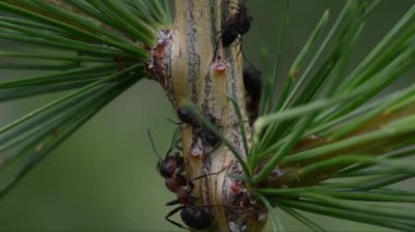 Gran Paradiso Milli Parkı'nda karıncalar ve yaprak bitleri arasında simbiyoz