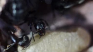 Yeraltı yapay karınca yuvasında karıncalar ve chrysalides, Formica rufa
