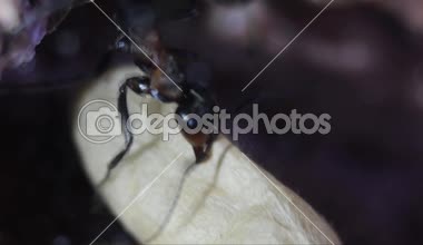 Yeraltı yapay karınca yuvasında karıncalar ve chrysalides, Formica rufa