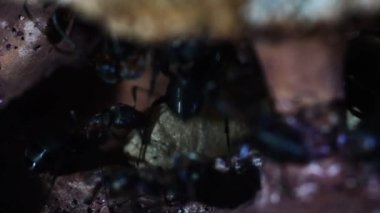 Yeraltı yapay karınca yuvasında karıncalar ve chrysalides, Formica rufa