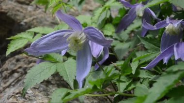 Akasma alpina, dağ çiçekleri, Gran Paradiso Milli Parkı