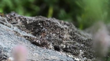  Mimicry, orthoptera, çim, mimik, mimetik,