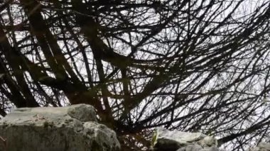 su yansıması, yansıma, ahşap, undergrow, bahar, kuru yaprakları, yaprakları, ölü yaprakları, kahverengi yaprakları, dolly, Sant 'Agostino göl, Quarona, Piemonte, İtalya,