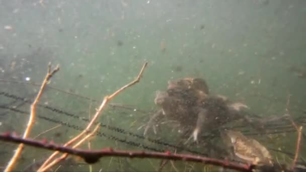 Жаба Жаба Bufo Bufo Пара Муфта Водой Воде Плавание Купание — стоковое видео