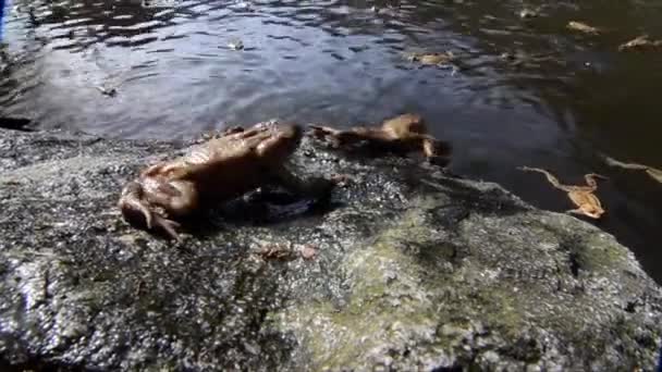 Βάτραχος Κοινός Βάτραχος Bufo Bufo Αρσενικά Αμφίβια Ξύλο Λίμνη Sant — Αρχείο Βίντεο