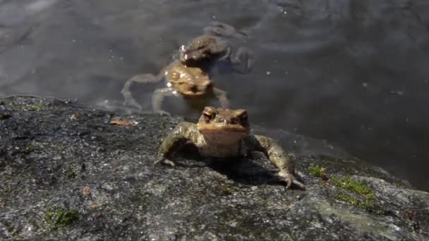 Жабы Воде Bufo Bufo Озеро Сантагостино Италия — стоковое видео