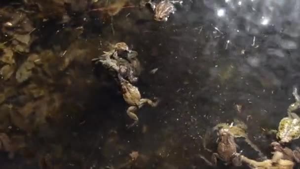 Sapos Bufo Bufo Agua Agua Nadar Nadar Sapo Lago Santagostino — Vídeo de stock