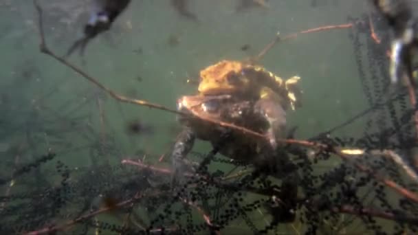Toad Katak Biasa Bufo Bufo Pasangan Kopling Bawah Air Berenang — Stok Video