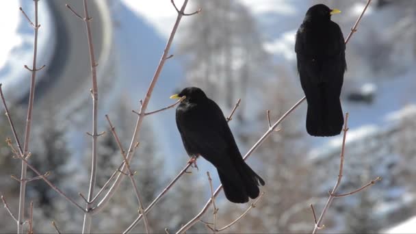 Cloughs Snö Pyrrhocorax Graculus — Stockvideo