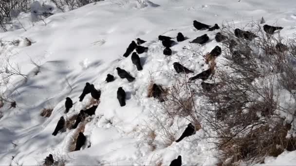 Nuvens Neve Pyrrhocorax Graculus — Vídeo de Stock