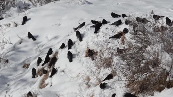 Cloughs Nieve Pyrrhocorax Graculus — Vídeo de stock