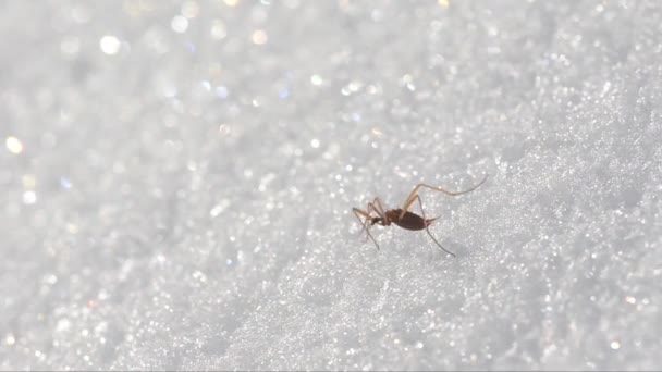 Chionea Lutfelens Chionea Tipulidae Insetto Attero Attero Neve Insetto Neve — стоковое видео