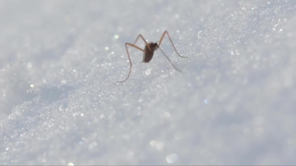 Chionea Lutescens Chionea Tipulidae Som Attero Attero Neve Som Neve — Stockvideo