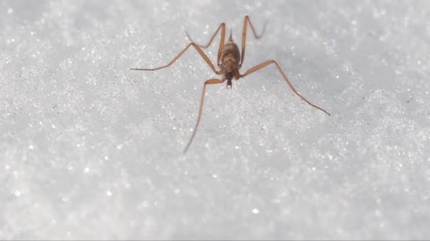 Chionea Lutescens Chionea Tipulidae Insetto Attero Attero Neve Insetto Neve — Vídeo de Stock