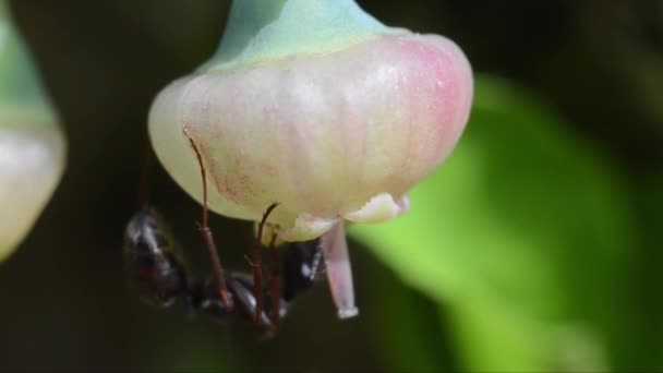 アリはブルーベリーの花で食べる — ストック動画