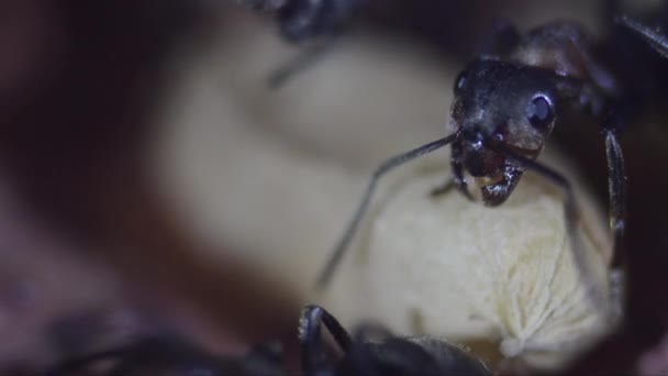 Formigas Operárias Pupas Formigueiro Artificial — Vídeo de Stock