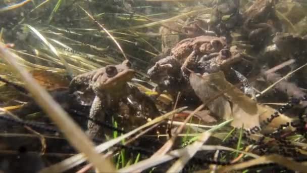 Toads Coupling Underwater Bufo Bufo Eggs — Stock Video