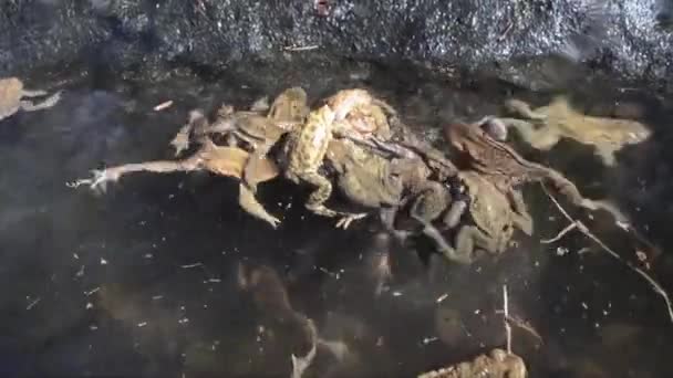 Acoplamento Toads Subaquático Bufo Bufo — Vídeo de Stock