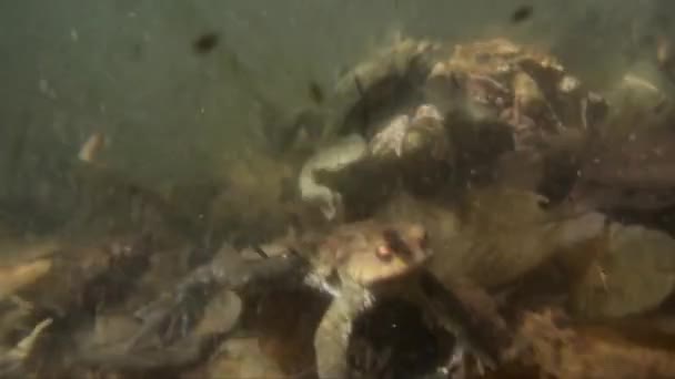 Toads Koppeling Onderwater Bufo Bufo Eieren — Stockvideo