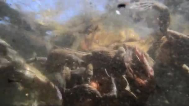 Toads Coupling Underwater Bufo Bufo — Stock Video