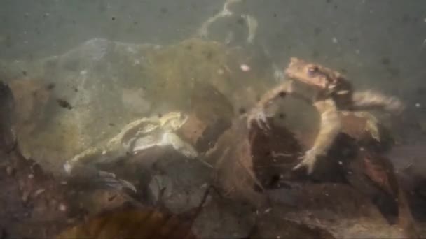 Toads Underwater Bufo Bufo — Stok Video
