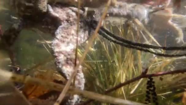 Kröten Koppeln Sich Unter Wasser Bufo Bufo Und Eier — Stockvideo