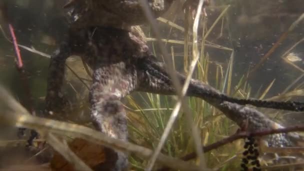 Crapauds Couplant Sous Eau Bufo Bufo Œufs — Video