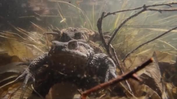 Жаби Язуються Під Водою Bufo Bufo Яйцями — стокове відео