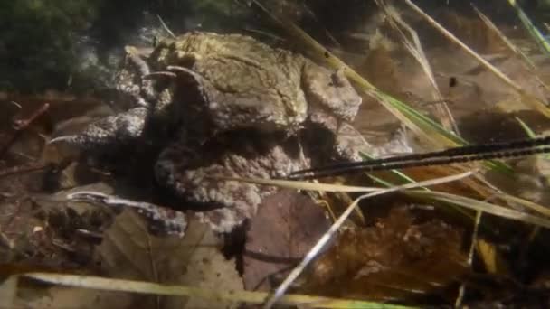 Жаби Язуються Під Водою Bufo Bufo Яйцями — стокове відео