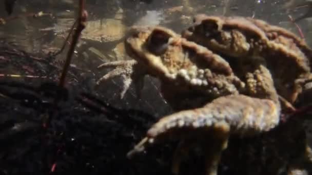 Kröte Erdkröte Kröte Unter Wasser Kopplung Eier Bufo Bufo Männchen — Stockvideo