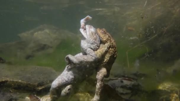 Жаба Сочетании Мертвой Женщиной Водой Bufo Bufo — стоковое видео