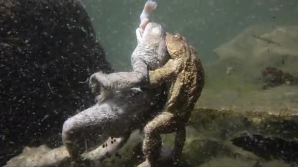 Toad Koppeling Met Dode Poes Onderwater Bufo Bufo — Stockvideo