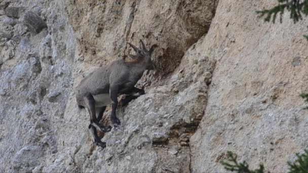 Chèvre Sauvage Sur Rocher Montagne — Video