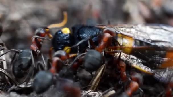 Красные Муравьи Несут Большую Мертвую Осу Sirex Gigas — стоковое видео