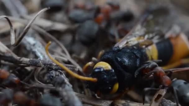 Κόκκινα Μυρμήγκια Είναι Αυτοκίνητο Μια Μεγάλη Νεκρή Σφήκα Sirex Gigas — Αρχείο Βίντεο