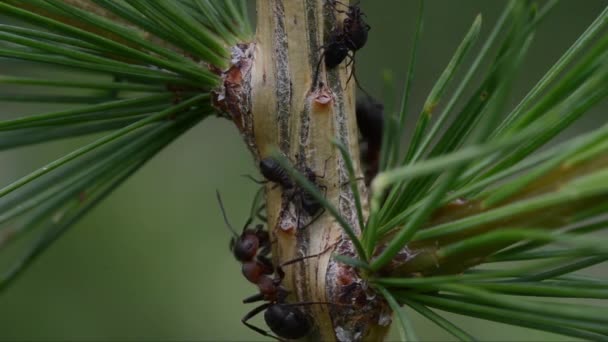 Symbióza Mezi Mravenci Aphidy Národním Parku Gran Paradiso — Stock video