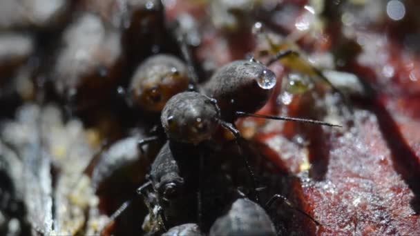 Symbióza Mezi Mravenci Aphidy Národním Parku Gran Paradiso — Stock video