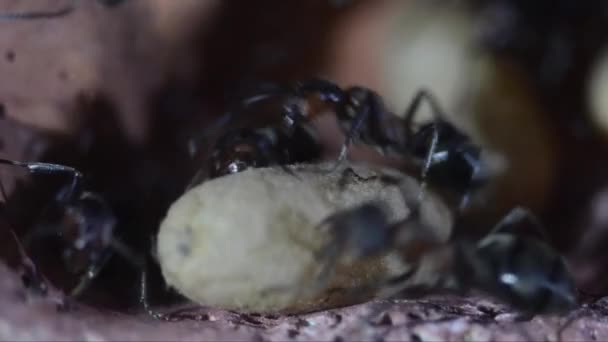 Fourmis et chrysalides dans la fourmilière artificielle souterraine, Formica rufa 
