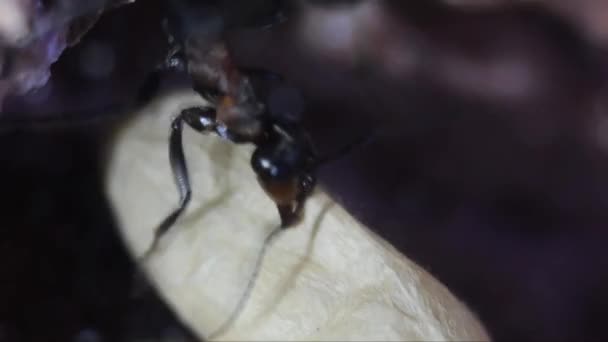 Ants Chrysalides Underground Artificial Anthill Formica Rufa — Stock Video