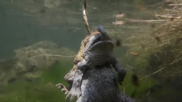 Sapo Bufo Bufo Macho Juntan Con Una Hembra Muerte — Vídeo de stock