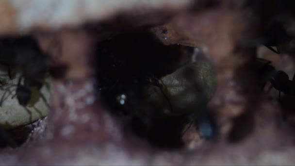 Myror Och Och Underjordisk Konstgjord Myrstack Formica Rufa — Stockvideo