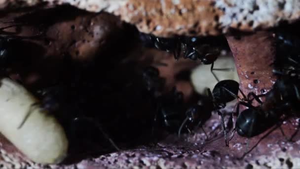 Mieren Chrysaliden Ondergrondse Kunstmatige Anthill Formica Rufa — Stockvideo