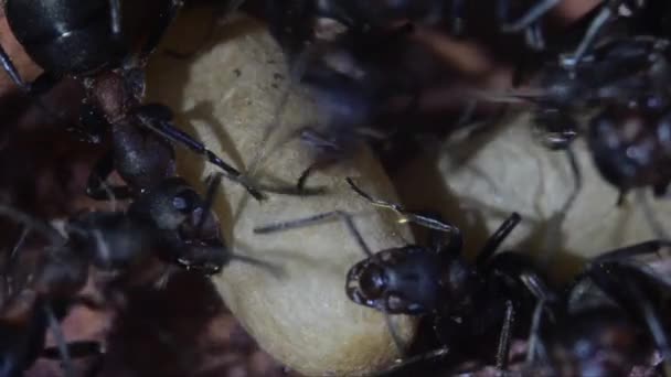 Mravenci Chrysalidy Podzemních Umělých Mraveniště Formica Rufa — Stock video