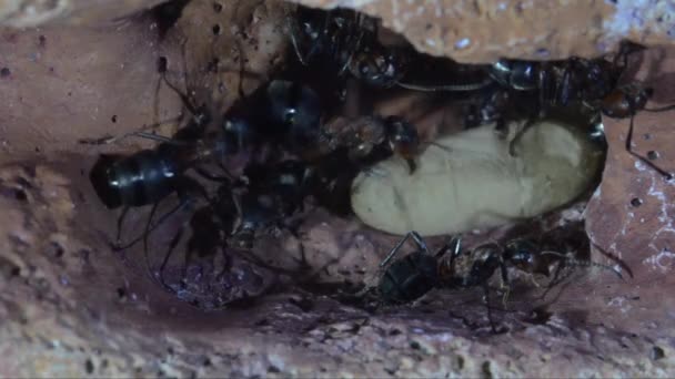 Μυρμήγκια Και Χρυσαλίδη Υπόγεια Τεχνητή Μυρμηγκοφωλιά Formica Rufa — Αρχείο Βίντεο