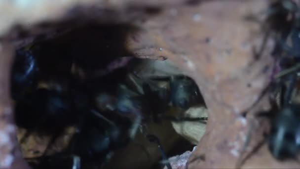 Myror Och Och Underjordisk Konstgjord Myrstack Formica Rufa — Stockvideo